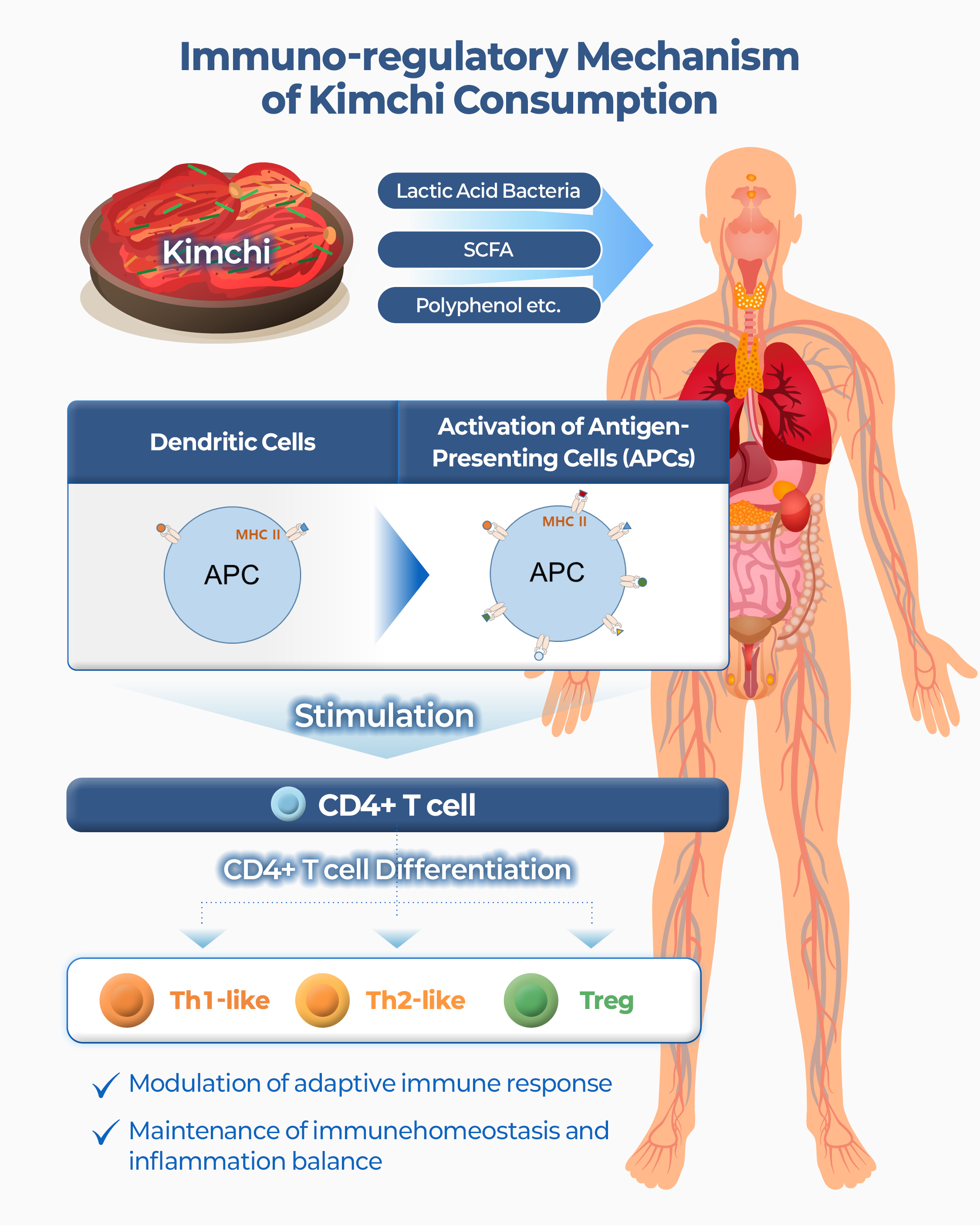 The World’s First Elucidation of the Immunomodulatory Effects of Kimchi by the World Institute of Kimchi 이미지 1 - 본문에 자세한설명을 제공합니다.