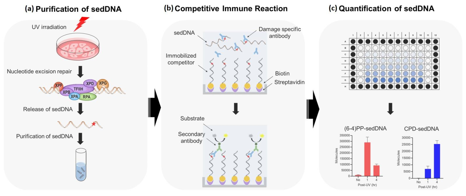 KRISS Develops Ultra-Precise Technology to Count Damaged DNA Fragments 이미지 2 - 본문에 자세한설명을 제공합니다.
