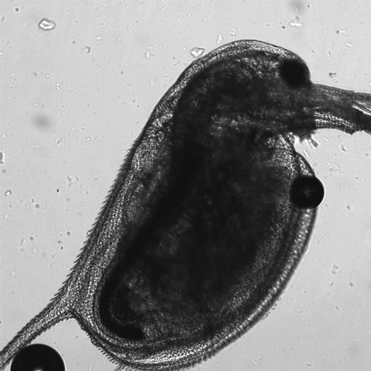 KRISS Uses Daphnia magna Heartbeats to Detect Early Signs of Nanomaterials Toxicity 이미지 2 - 본문에 자세한설명을 제공합니다.