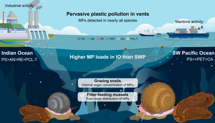 Microplastics Reach Even 2,000 Meters Below the Ocean Surface, Study Finds First cross-ocean study reveals how microplastics accumulate in deep-sea hydrothermal vent animals 이미지 1 - 본문에 자세한설명을 제공합니다.